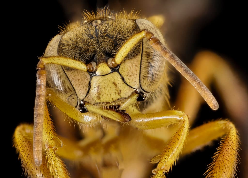 Stingless bee 1, f, face, peru 2014-07-30-12.33.22 ZS PMax