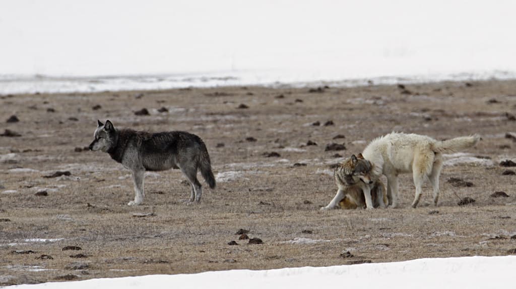 Canyon Pack wolves