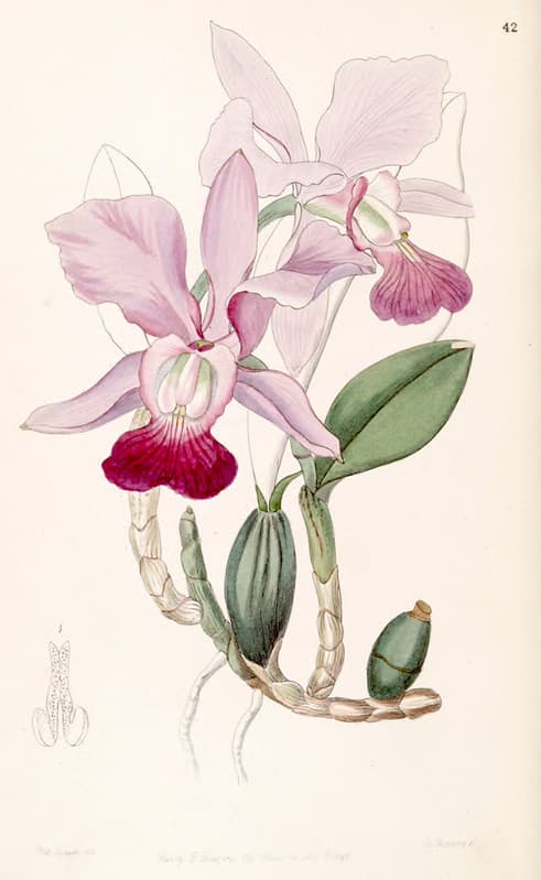 Thcentury, botanical, botany