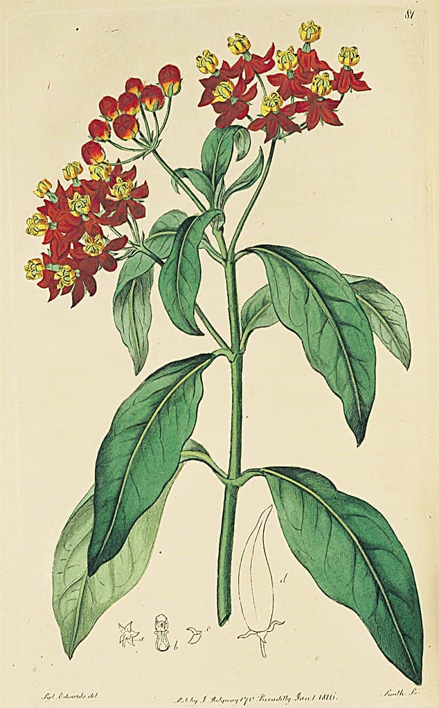 Thcentury, annual, annualflower