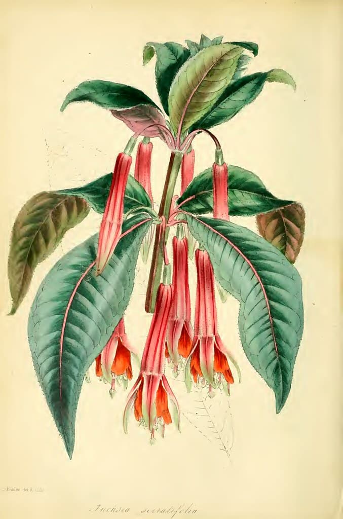 Thcentury, botanical, botany