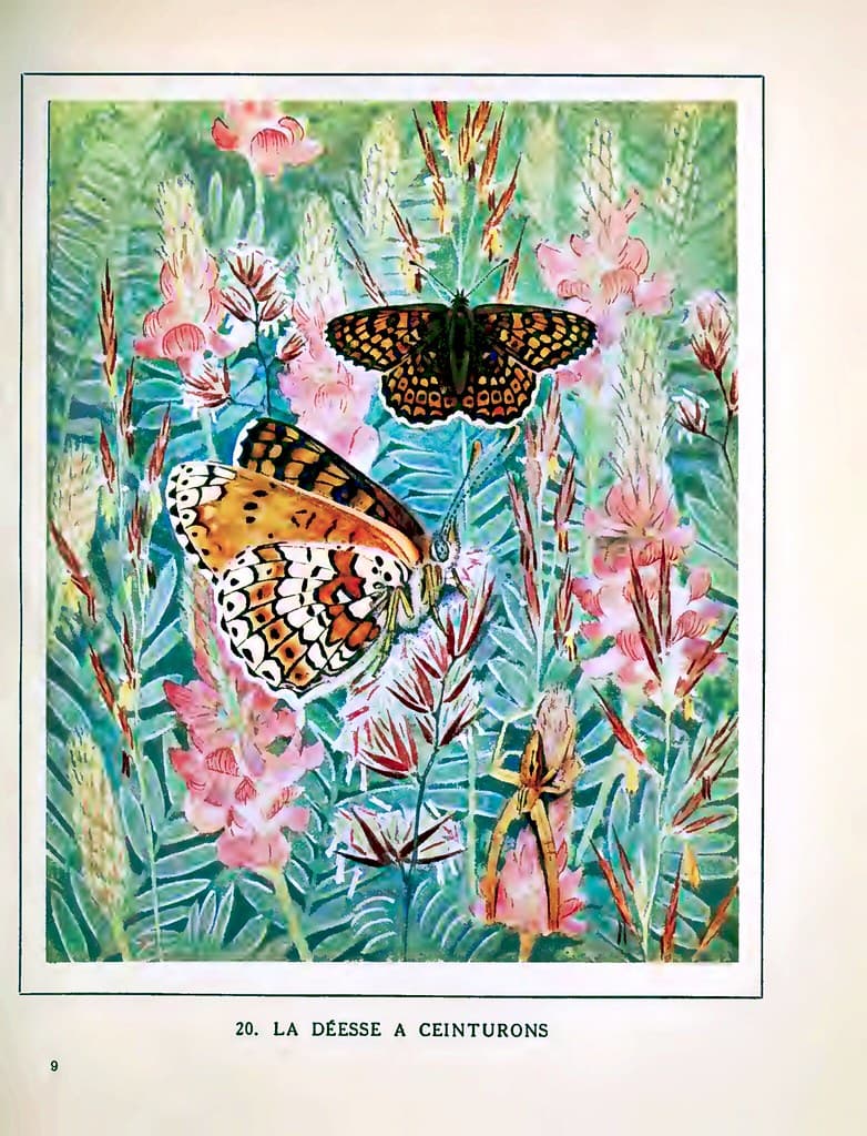 La Déesse à ceinturons [Heath fritillary butterfly] (1934)