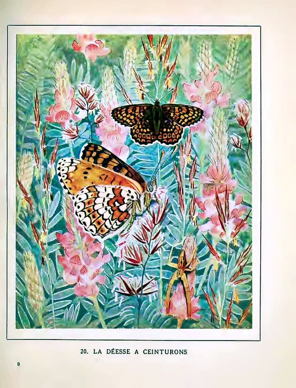 La Déesse à ceinturons [Heath fritillary butterfly] (1934)