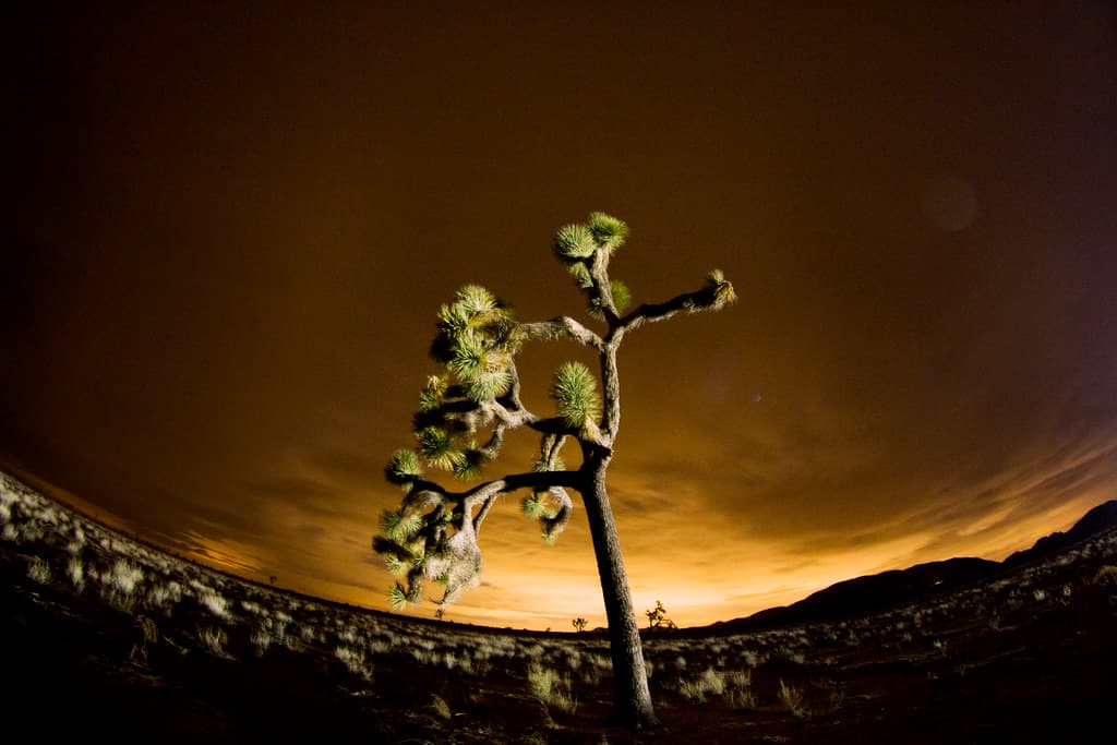 Joshua tree and lights from Coachella Valley reflected in the clouds