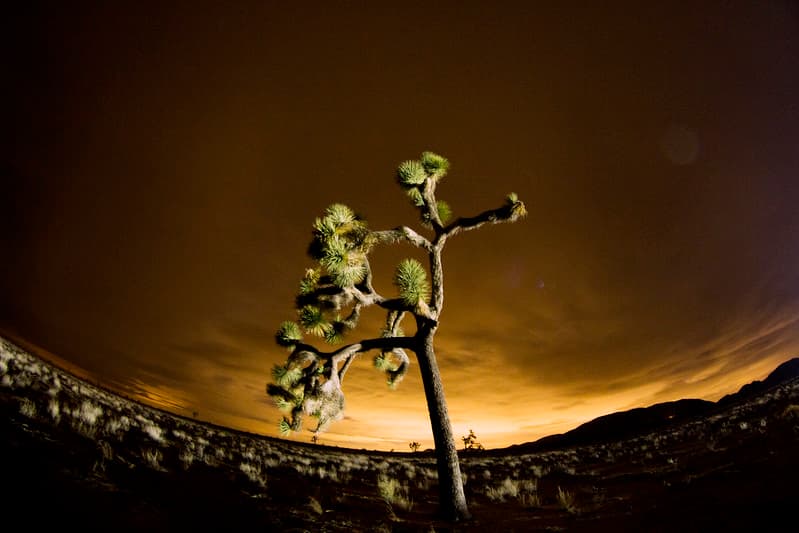 Joshua tree and lights from Coachella Valley reflected in the clouds