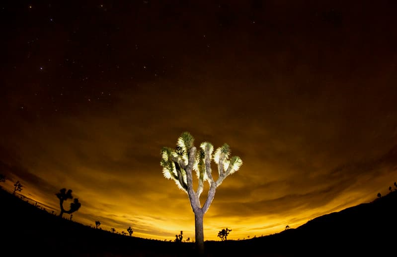Joshua tree and lights from Coachella Valley reflected in the clouds