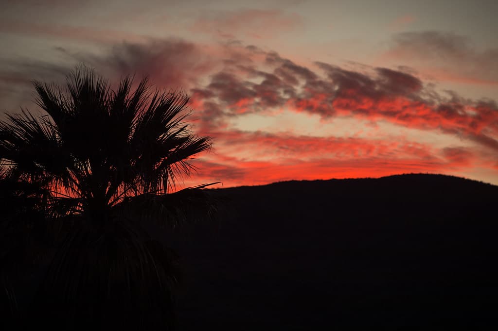 Sunset Sky Over Fan Palms