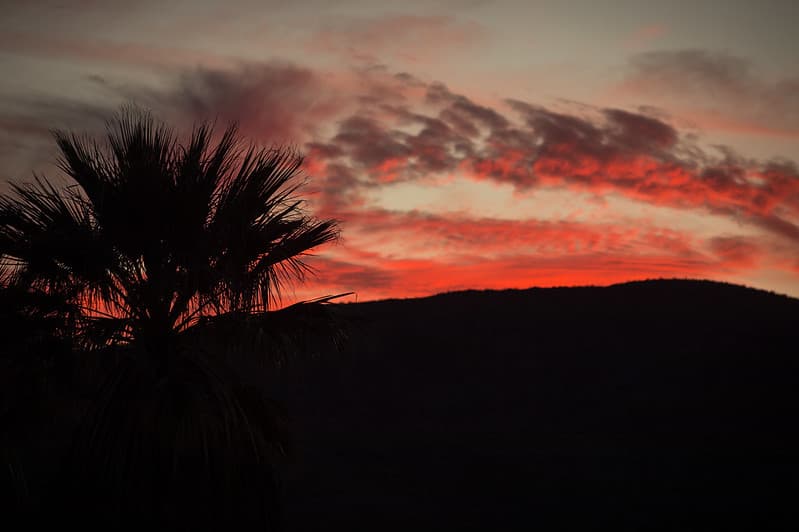 Sunset Sky Over Fan Palms