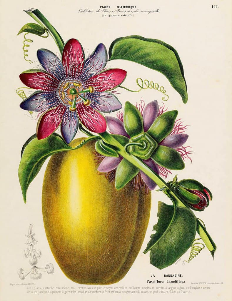 Thcentury, badea, blooming