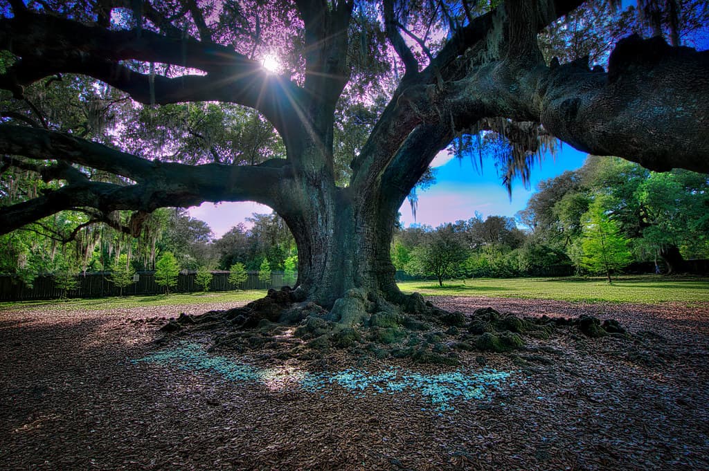 Audubon Park Oak Tree, NOLA