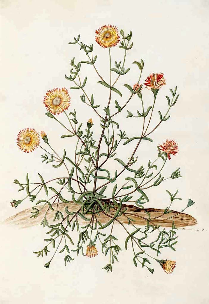 Botanical, botany, floweringshrub