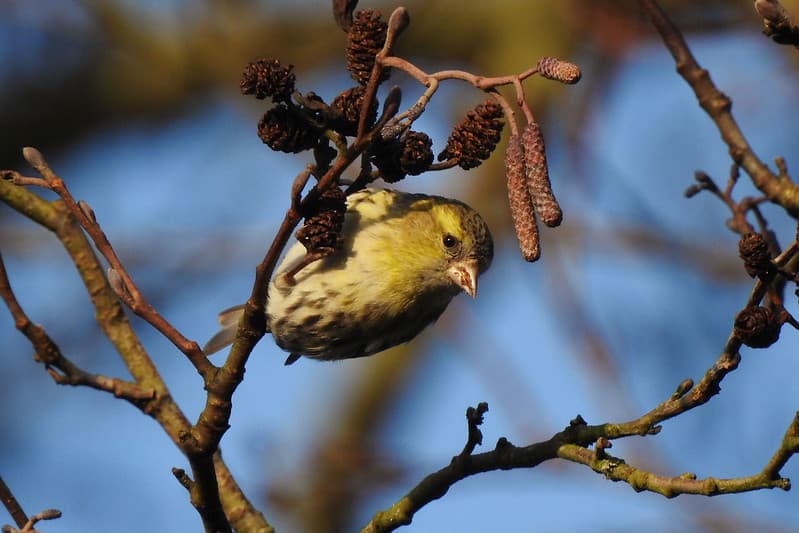 Bird in the tree