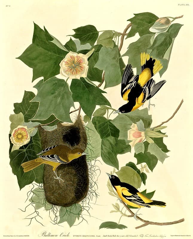 Tulip Tree with Baltimore Orioles.