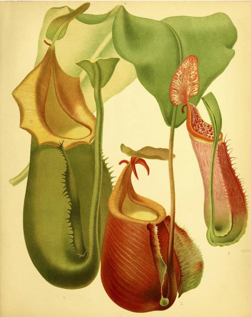 Botanical, botany, carniverous