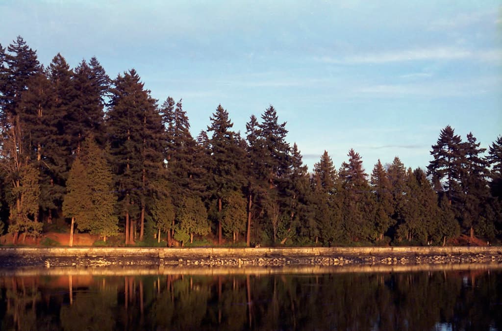 Stanley Park Trees Sunset