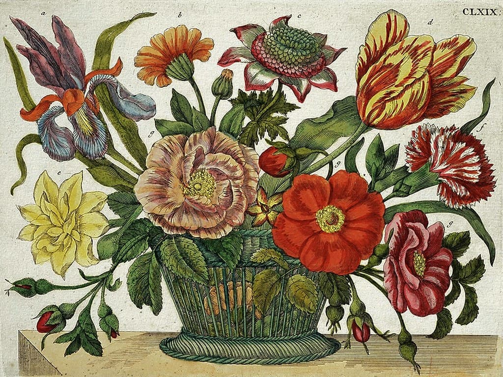Maria Sibylla Merian: The New Book of Flowers (1675-1680)