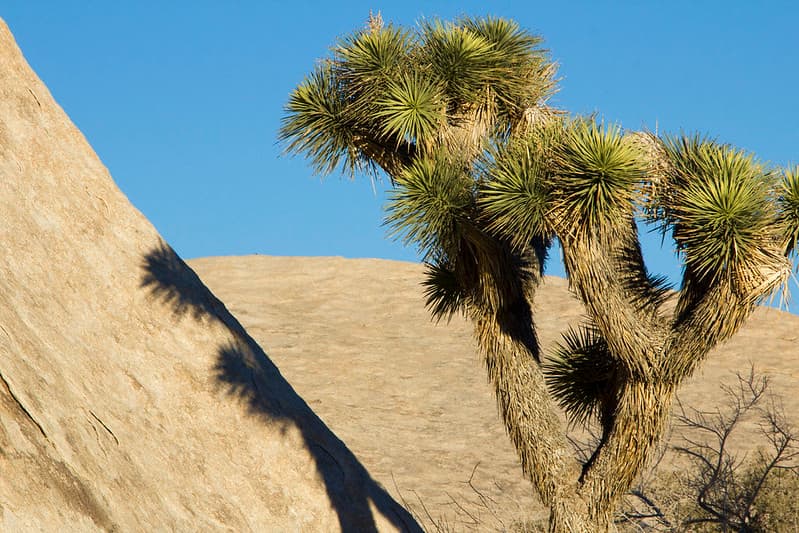 A Joshua tree cast shadows along the Wall Street Mill trail