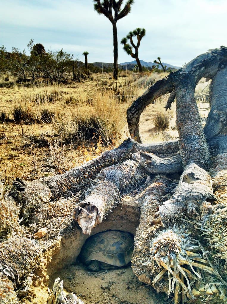 Adele the Desert Tortoise Burrows Beneath a Fallen Joshua Tree