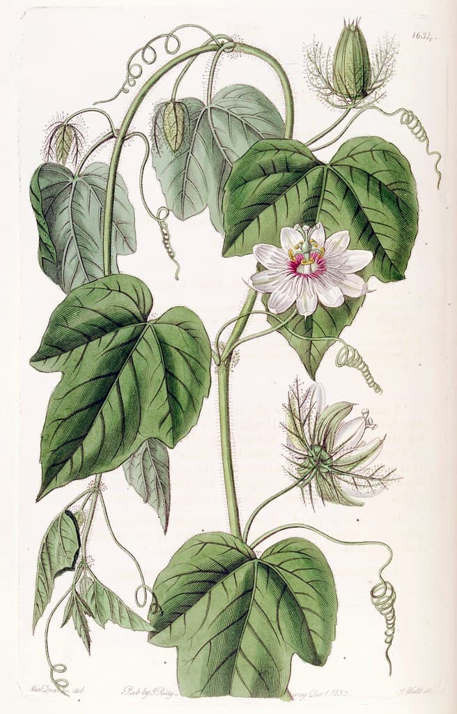 Botanical, botany, carniverous