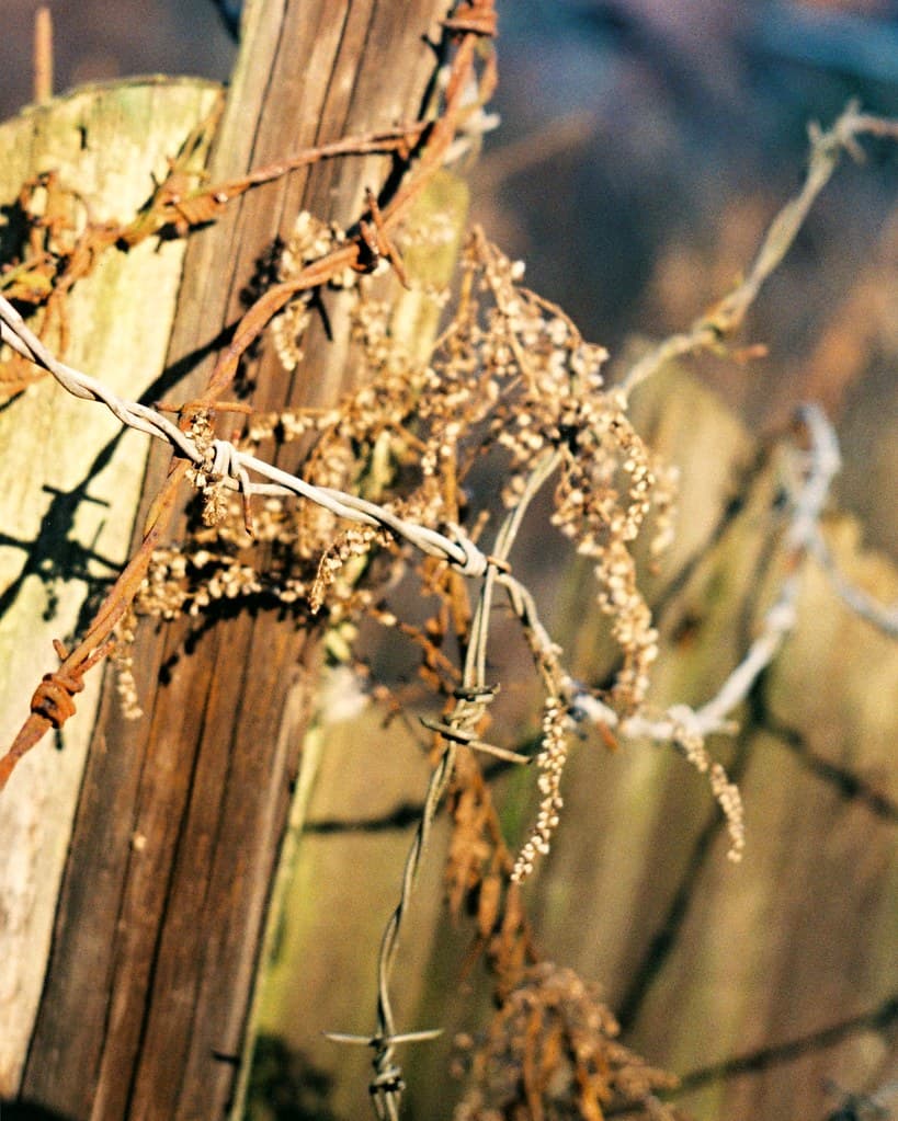 Praktica MTL 3 + Industar-61 L/Z - Barbed Wire Study 1