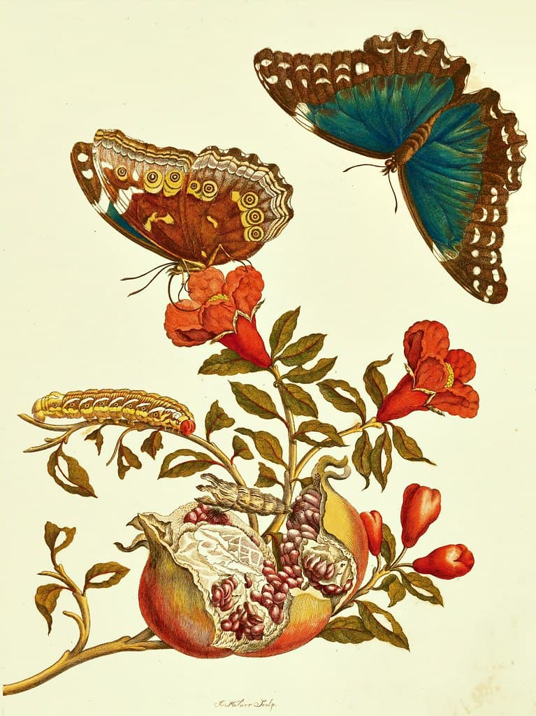 Thcentury, bluemorpho, bluemorphobutterfly