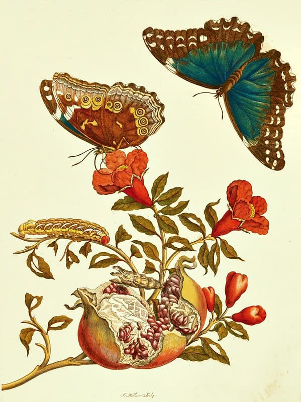Thcentury, bluemorpho, bluemorphobutterfly
