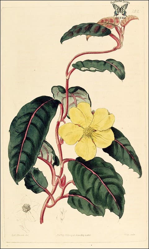 Twining Guinea Flower (1818)
