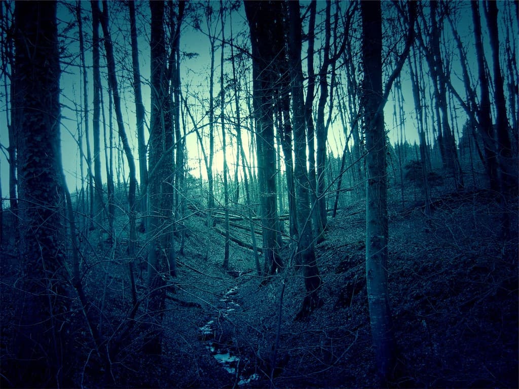 Dark-forest