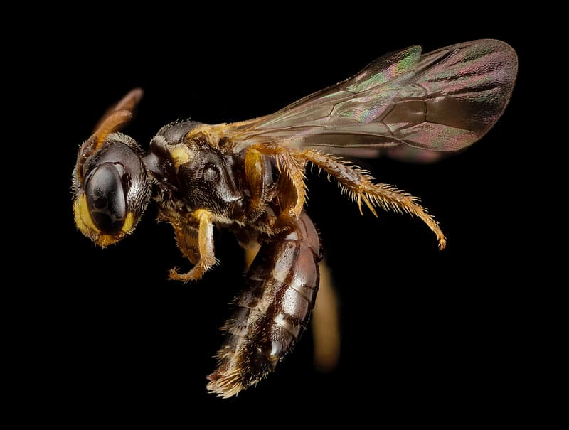 Bee species wide face, m, brazil, side 2014-08-08-12.27.03 ZS PMax