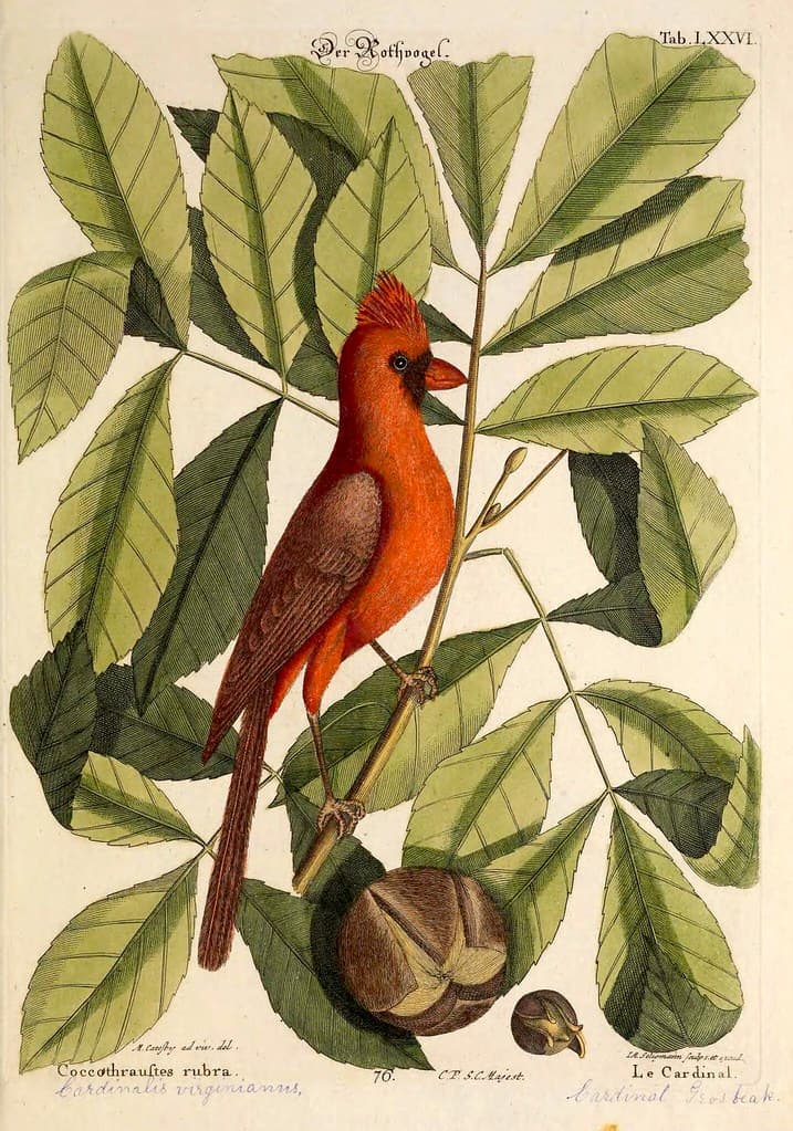The red bird, the hiccory tree, and the pignut (1731).