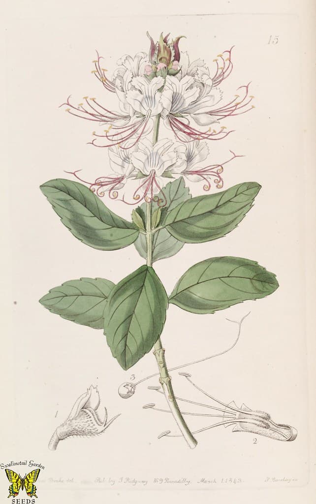 Thcentury, botanical, botany