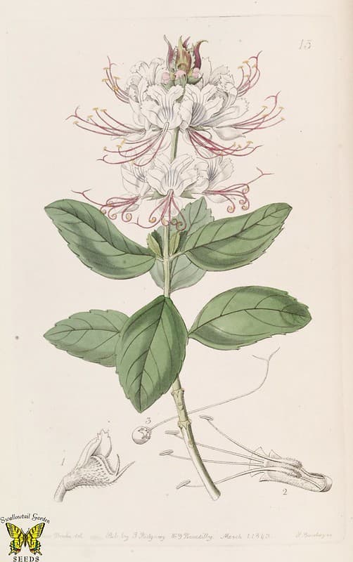 Thcentury, botanical, botany
