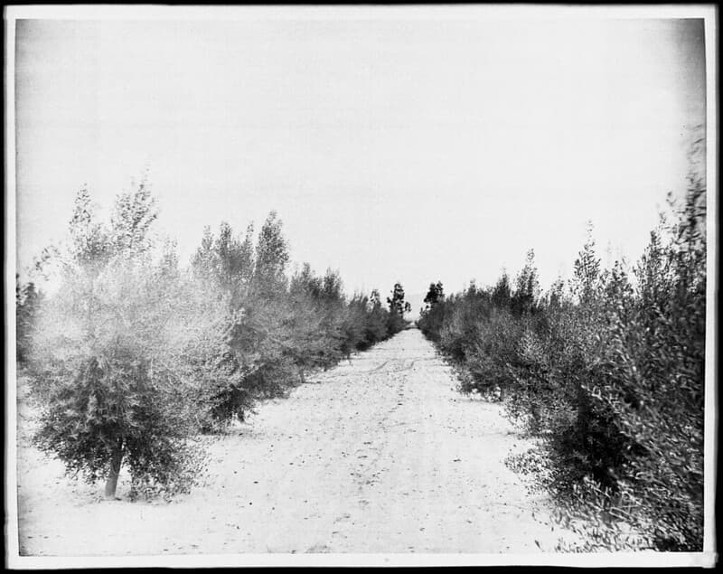 Young olive orchard, San Fernando Valley, ca.1900 (CHS-2030)
