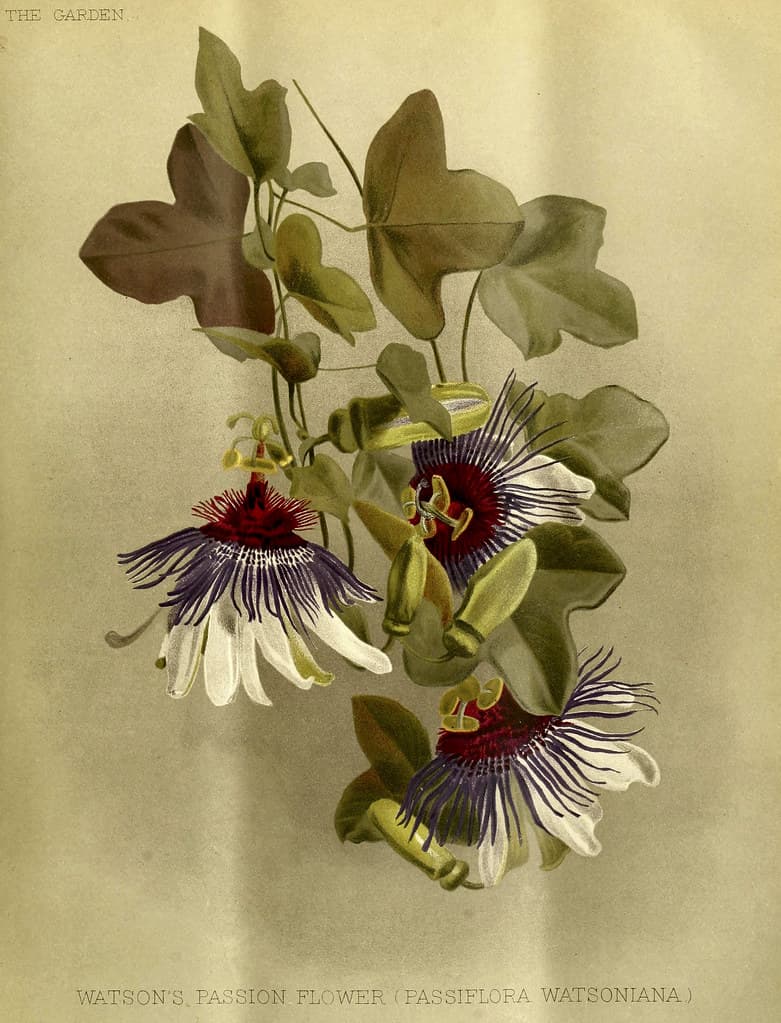Watson's Passion Flower (Passiflora watsoniana)