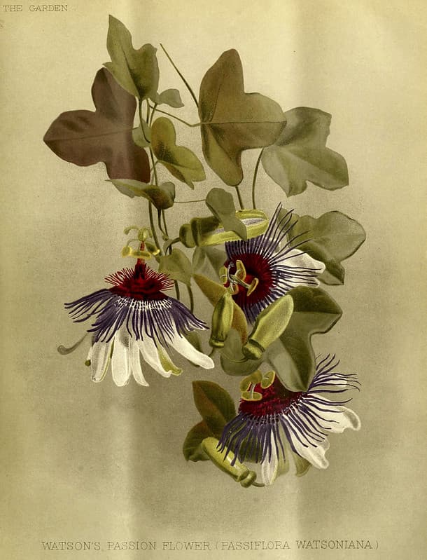 Watson's Passion Flower (Passiflora watsoniana)