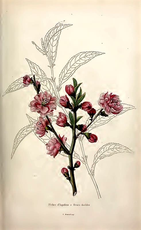 Double Flowered peach tree (1845)