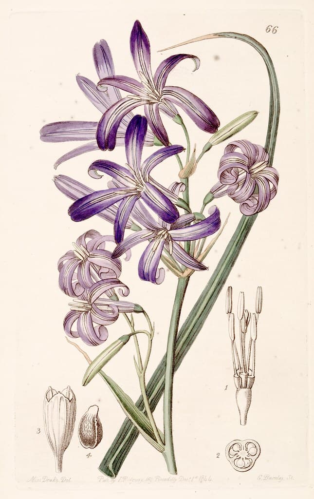Lavender mountain lily, Lily-of-the-Altai (1844)