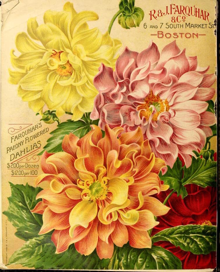 Paeony flowered dahlias. R. & J. Farquhar & Co. (1910)