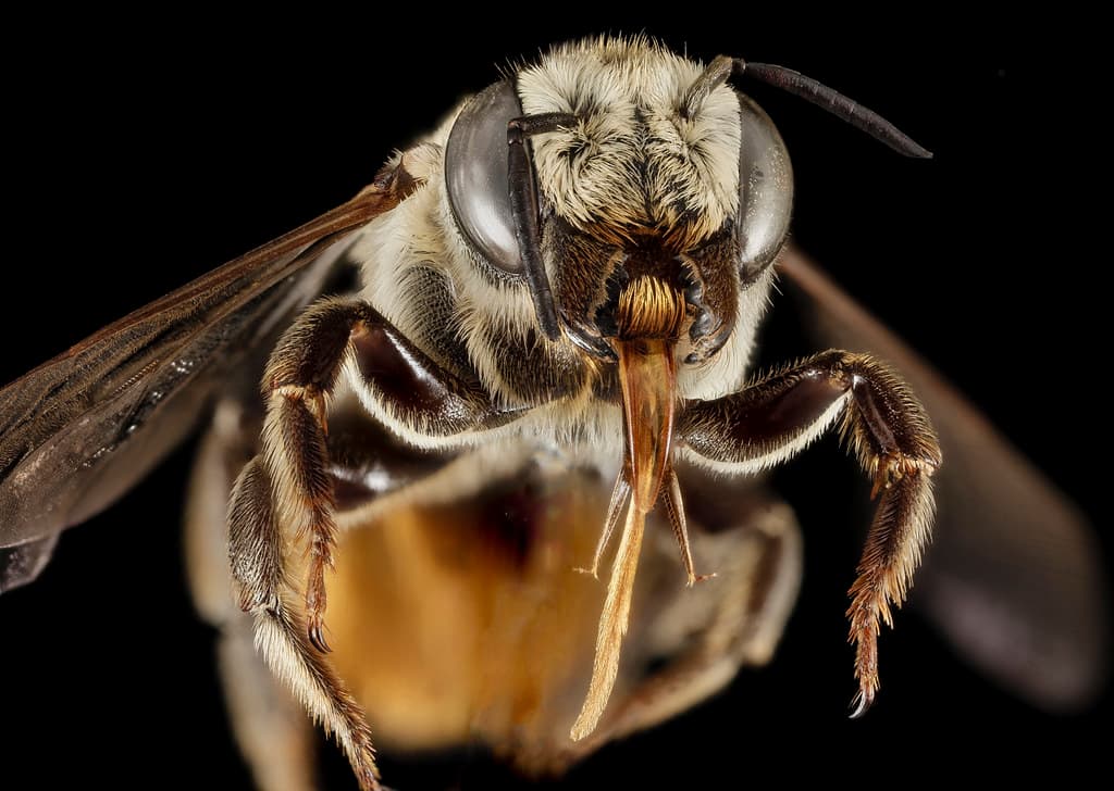 Bee, bees, biml