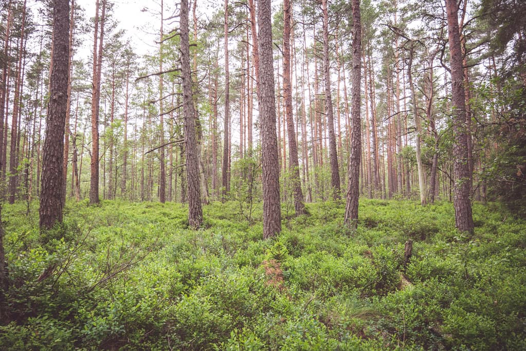 Forest with Shrubs
