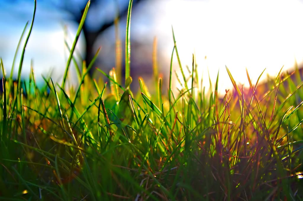 Spring Grass Sunset