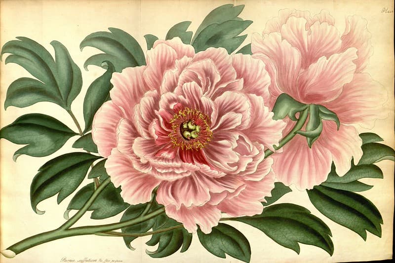 Tree peony [Paeonia suffruticosa var. flore purpureo]