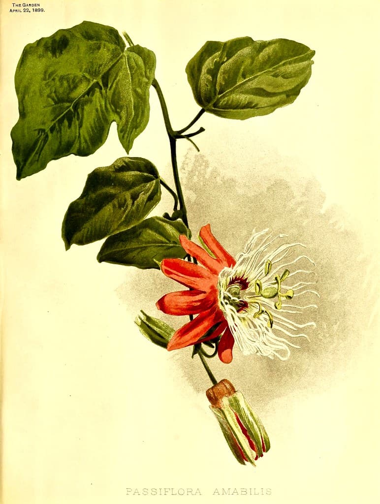White-crowned Passion Flower (1899)