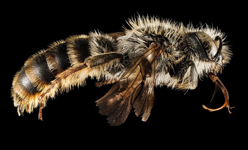 Abdomen, aculeata, aegeanislands