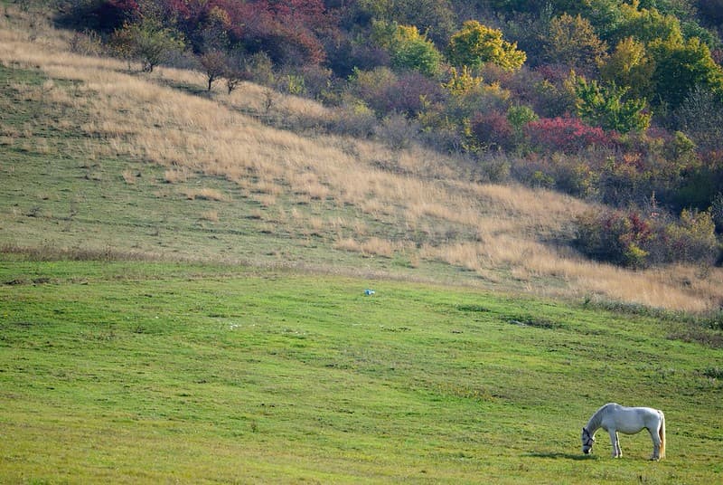 White Horse on a Grassy Field