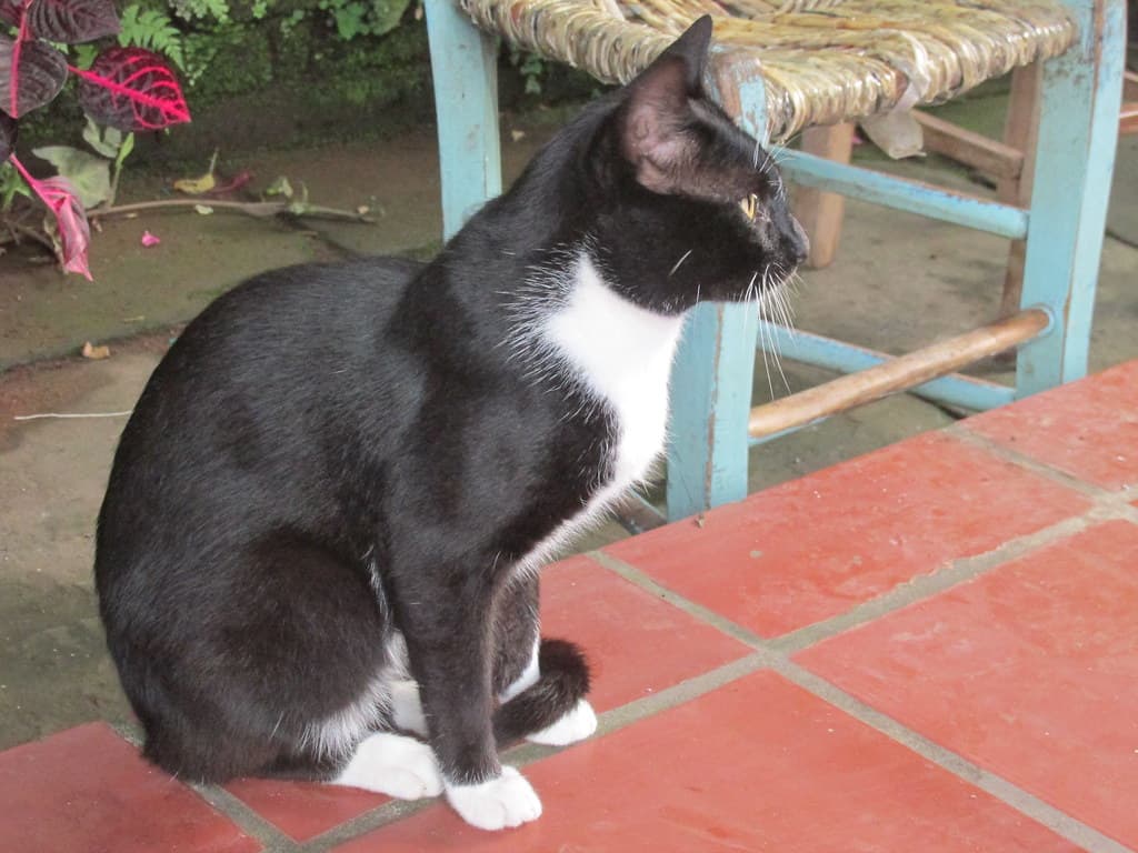 Cat