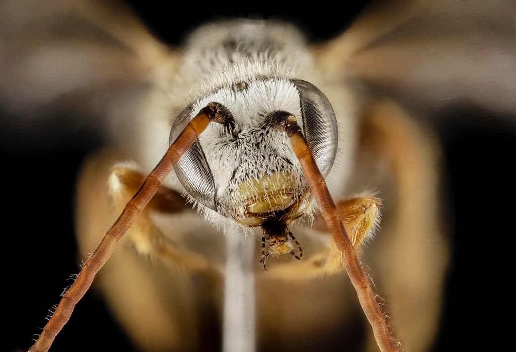 Bee, bees, biml