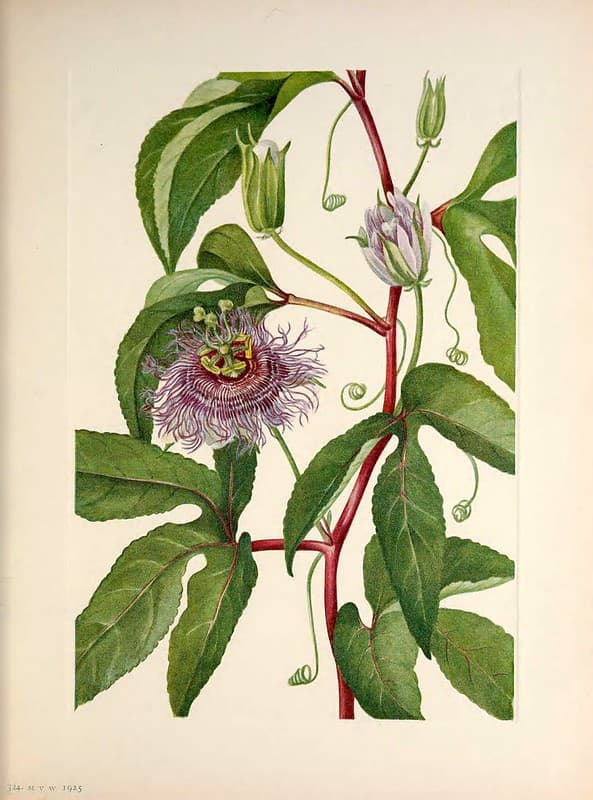 Purple Granadilla, passion fruit (1925)