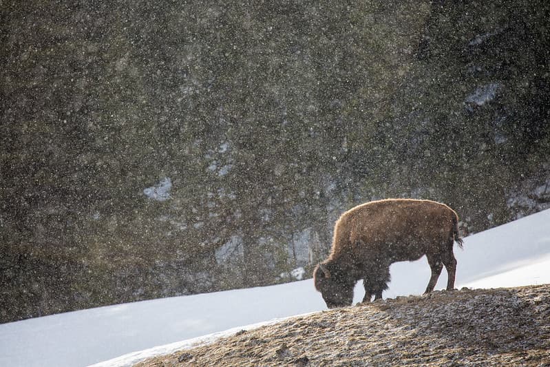 Bison & falling snow, Blacktail Deer Plateau