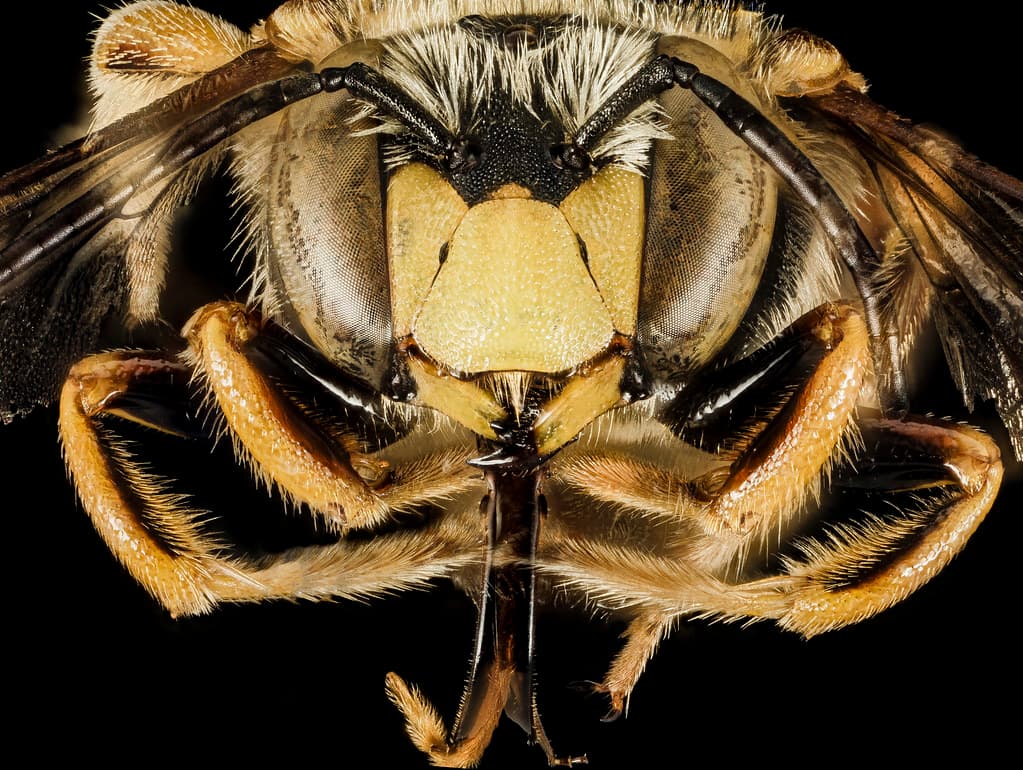 Anthidium, anthidiumloti, bee